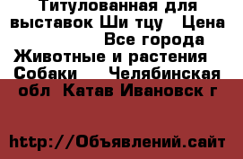 Титулованная для выставок Ши-тцу › Цена ­ 100 000 - Все города Животные и растения » Собаки   . Челябинская обл.,Катав-Ивановск г.